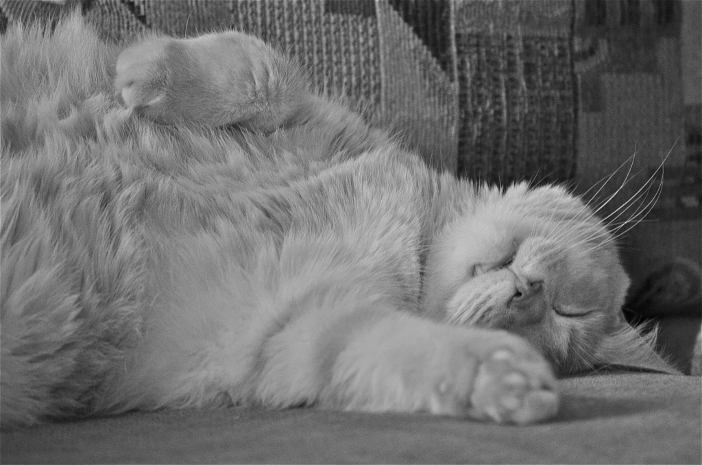 Cat Nap! by kdrinkie
