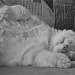 Cat Nap! by kdrinkie