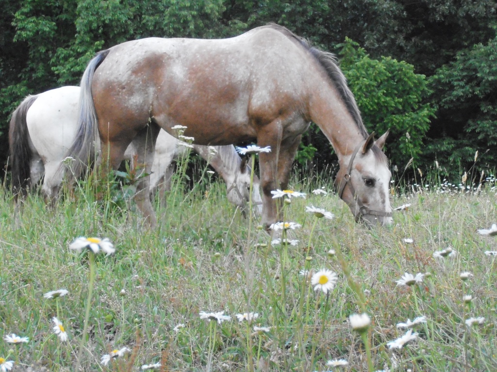 Grazing in the Daisy Patch by julie