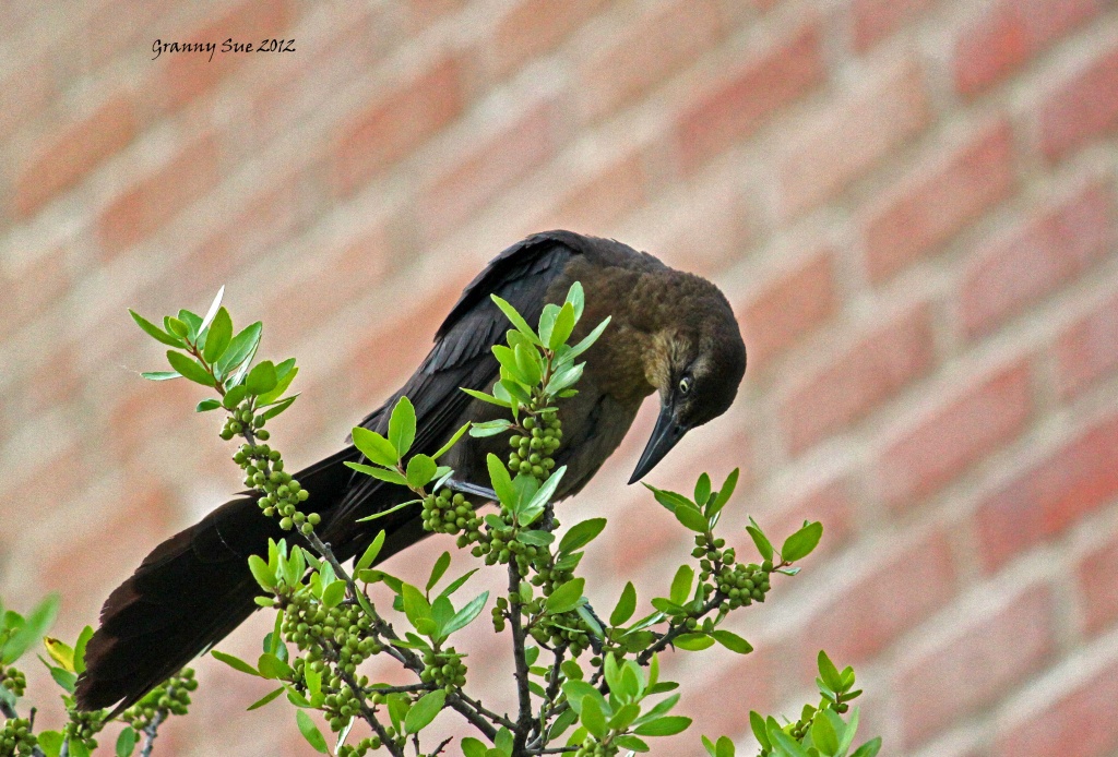 One more Grackle by grannysue