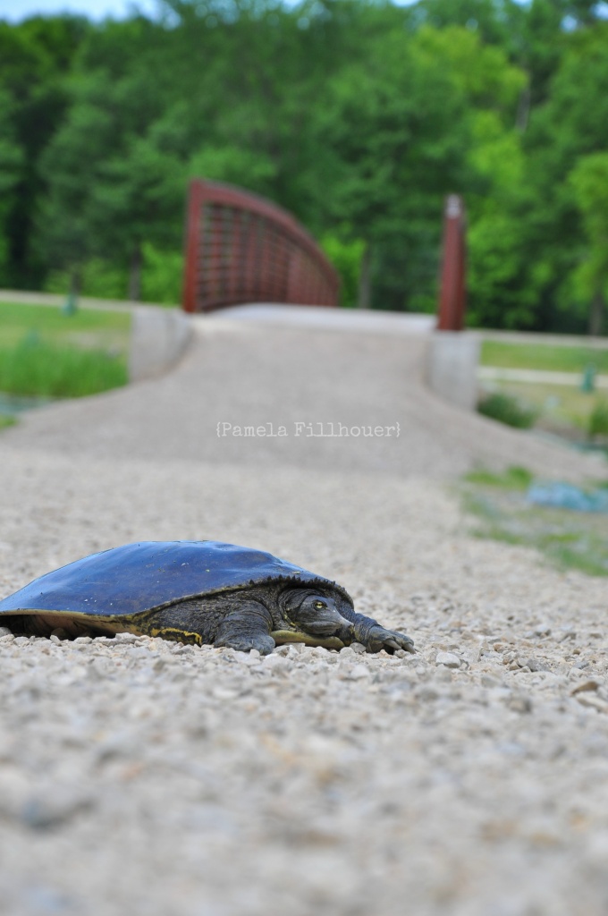turtle... by earthbeone