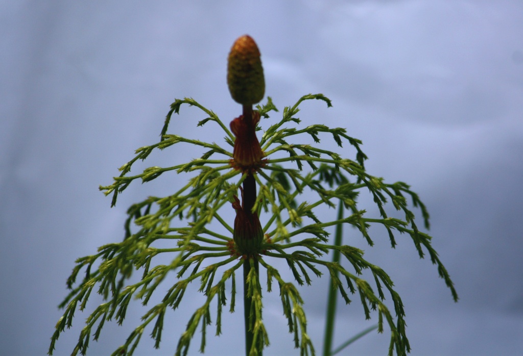 Wood horsetail IMG_3757 by annelis