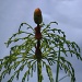 Wood horsetail IMG_3757 by annelis