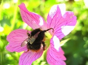 6th Jun 2012 - Aha - pollen!