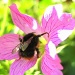 Aha - pollen! by filsie65