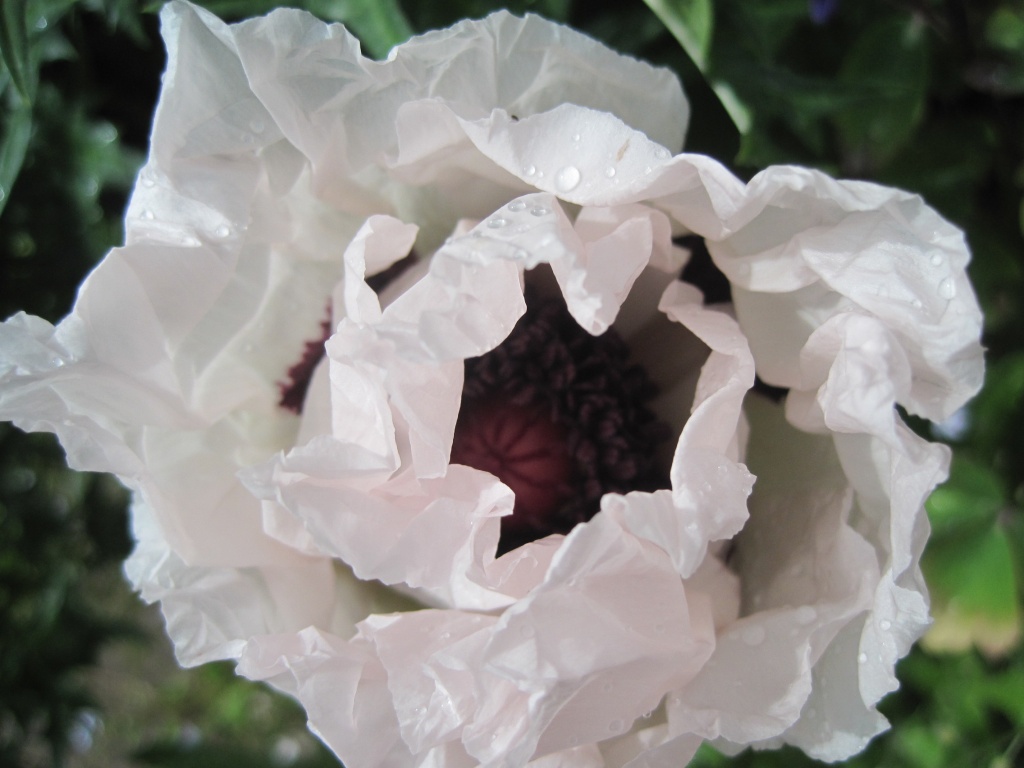 another white poppy unfurling by quietpurplehaze