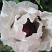 another white poppy unfurling by quietpurplehaze