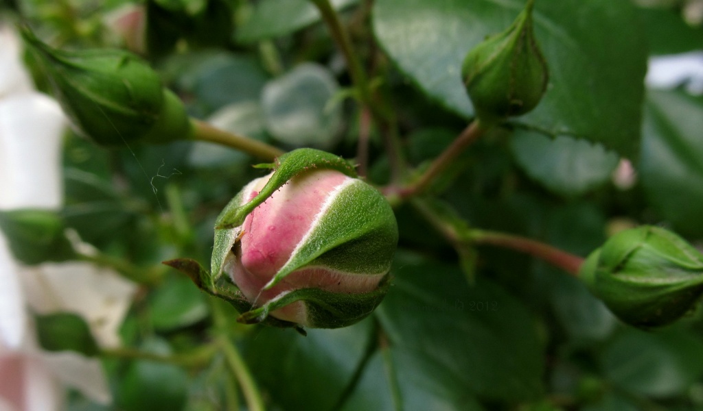 "gather ye rosebuds..." - smell/fragrance by summerfield