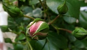 6th Jun 2012 - "gather ye rosebuds..." - smell/fragrance