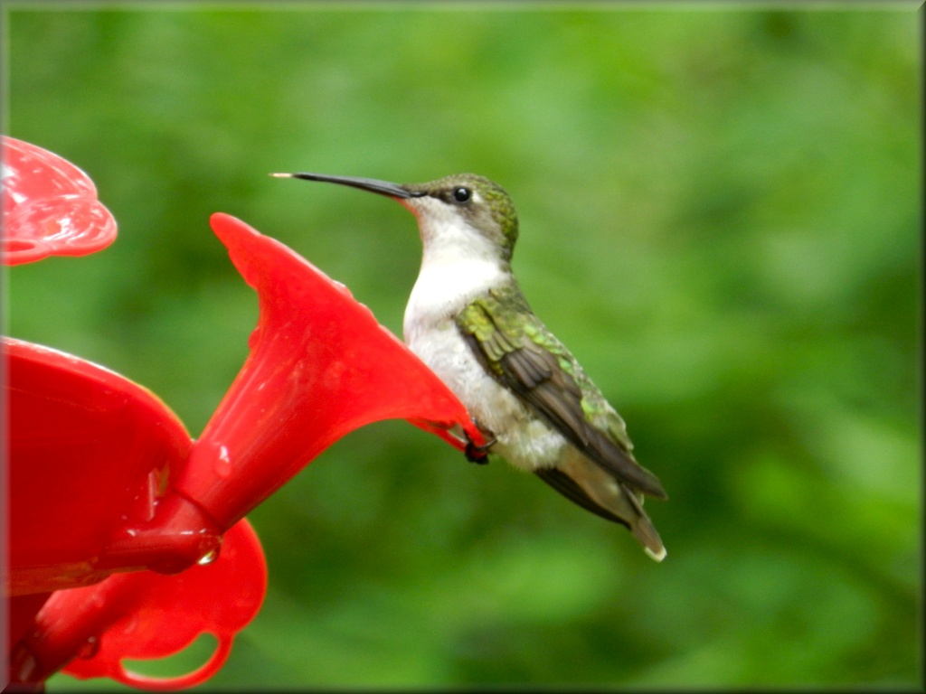 Sassy Hummingbird by paintdipper
