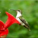 Sassy Hummingbird by paintdipper