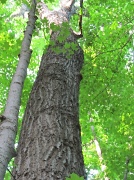 6th Jun 2012 - Tree