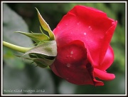 7th Jun 2012 - Rose
