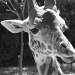 Mean Giraffe by alophoto