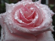 5th Jun 2012 - pink rose