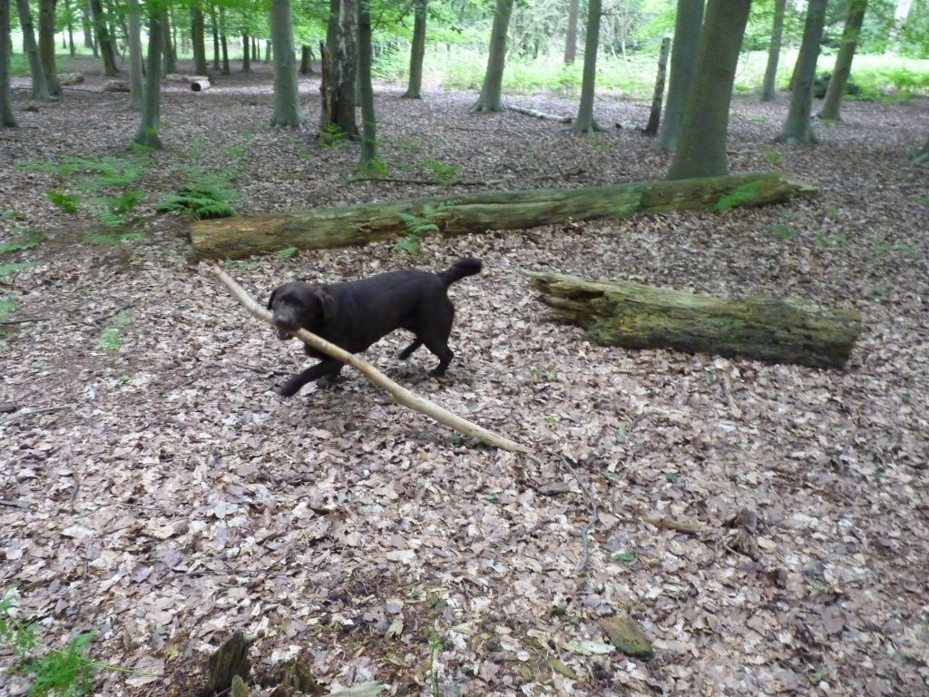 I'm not sure this stick's big enough! by lellie