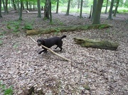 7th Jun 2012 - I'm not sure this stick's big enough!