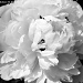 White Peony Revisited by falcon11