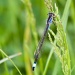 Blue-tailed Damselfly by natsnell
