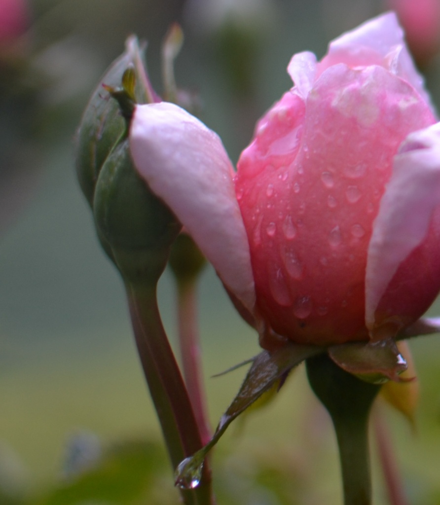 Raindrops on roses by nix