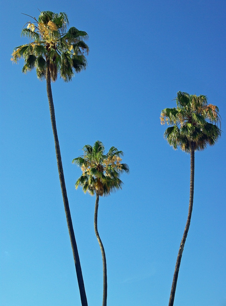 (Day 110) - Triple 'o Palms by cjphoto