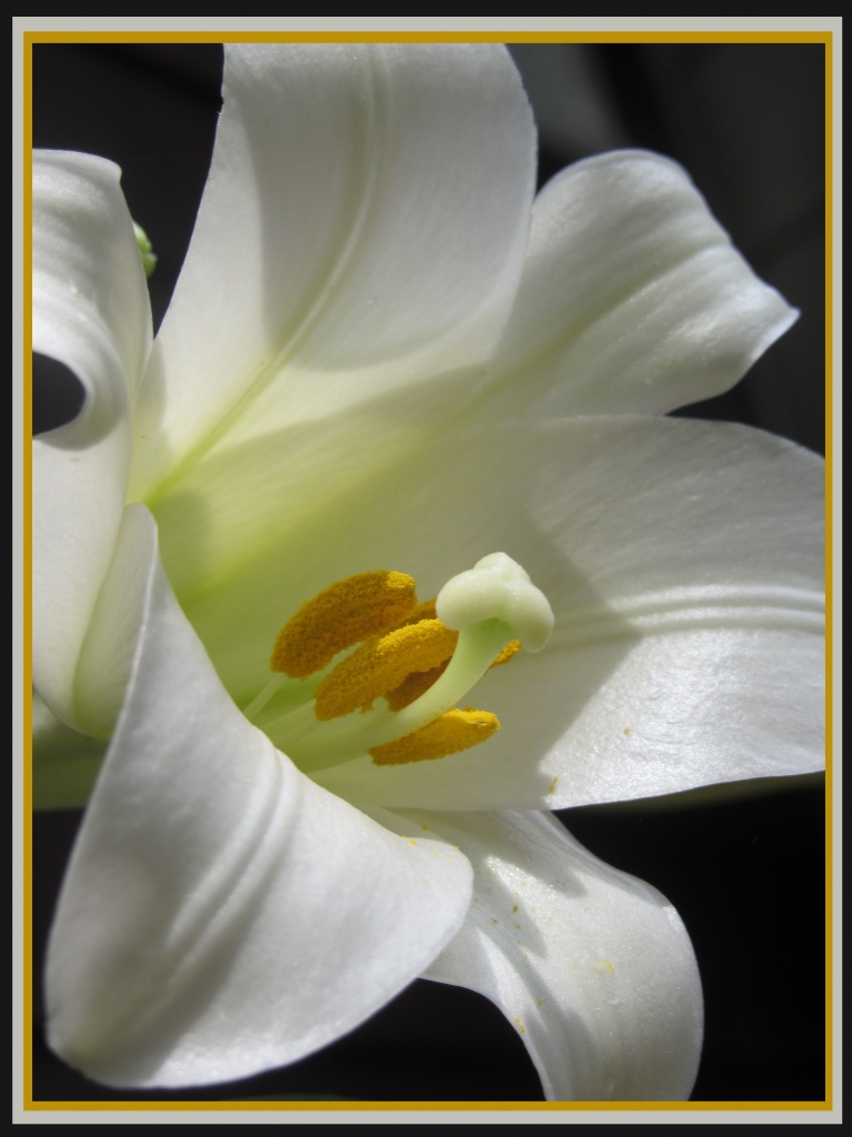 Easter Lily by hjbenson
