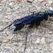 Bug Bling by grammyn