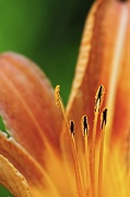 7th Jun 2012 - Daylily