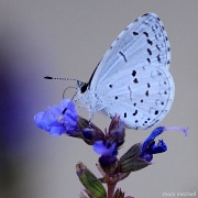 7th Jun 2012 - Spring azure