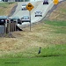 Yellow Crowned Heron by the road by grannysue