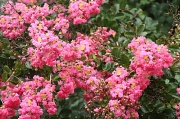 7th Jun 2012 - Raspberry Razzle Dazzle Crepe Myrtle