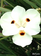 7th Jun 2012 - Happy Little Flower