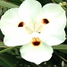 Happy Little Flower by msfyste