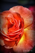 7th Jun 2012 - A Rose by Any Other Name