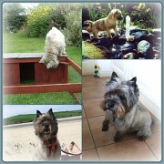 8th Jun 2012 - Jinks - a collage of old pics