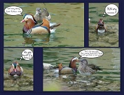 8th Jun 2012 - A DAY IN THE LIFE OF A MANDARIN