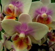 8th Jun 2012 - orchid