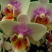 orchid by tonygig