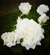 8th Jun 2012 - White Beauties
