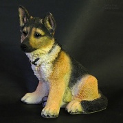 8th Jun 2012 - German Shepherd Pup