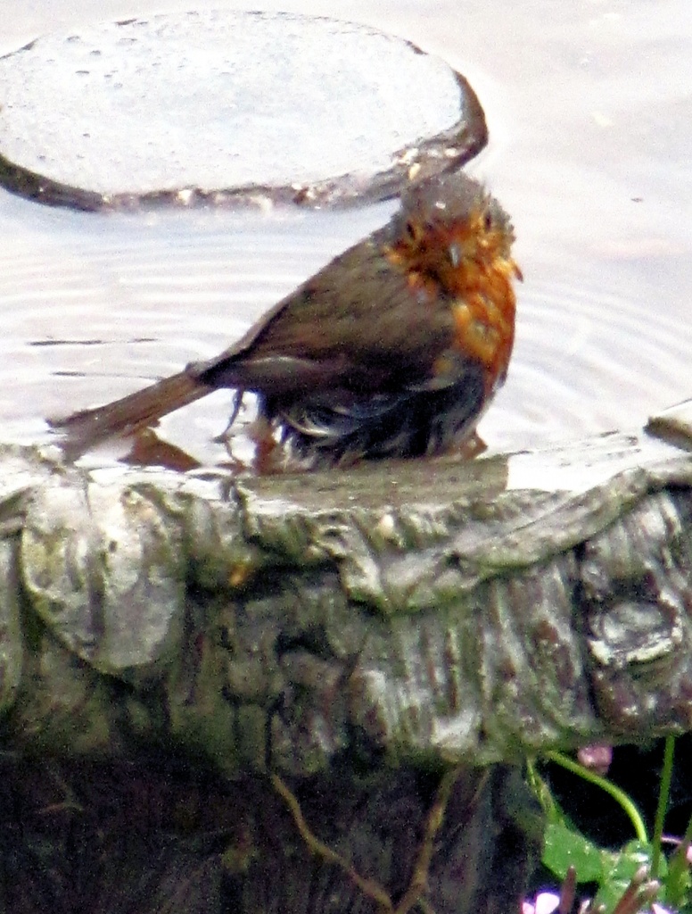 Robin In The Bath by itsonlyart