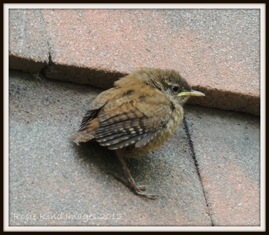 Wren on the roof - I hope I don't fall off! by rosiekind