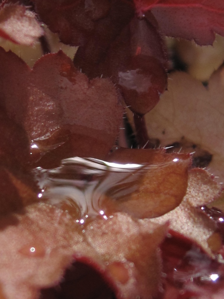 water on leaf by mariadarby
