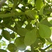 Mistletoe  Close-up 6.8.12 by sfeldphotos