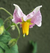 7th Jun 2012 - Cvijet krumpira