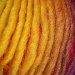A lovely yarn :) by rosbush