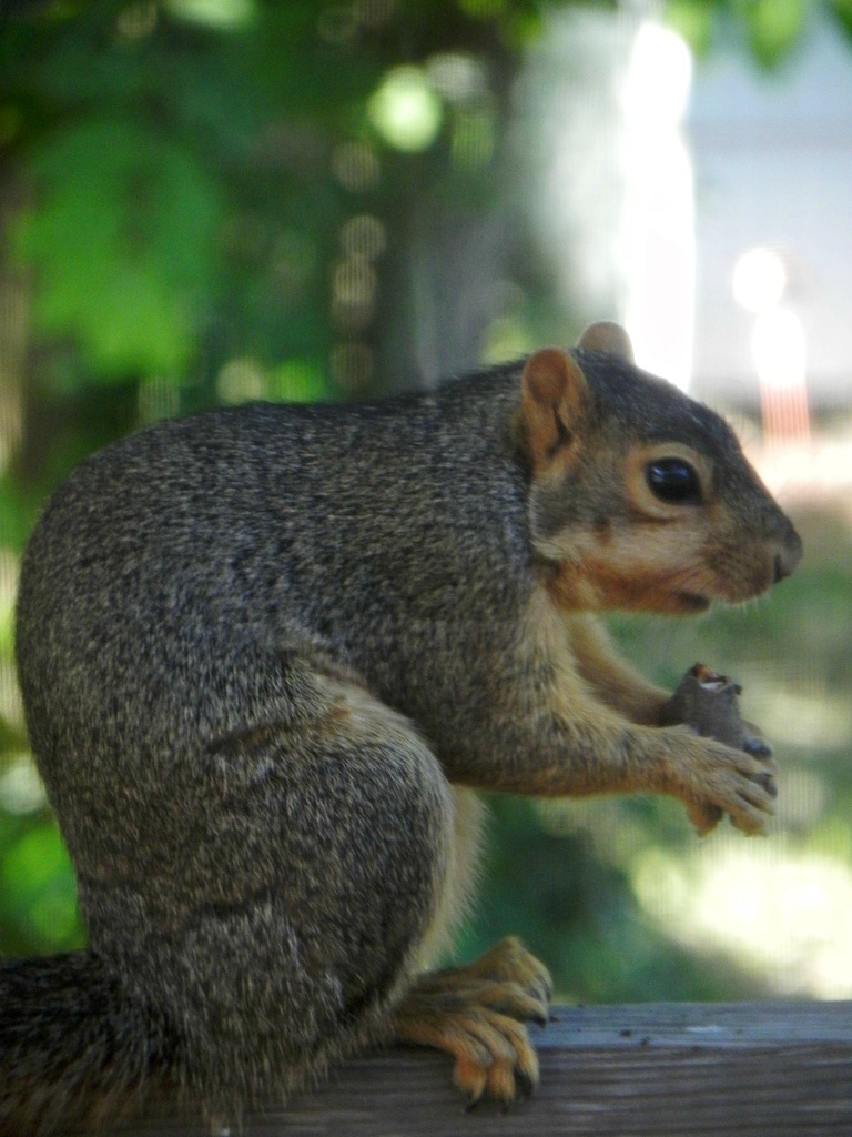 Squirrel by mej2011