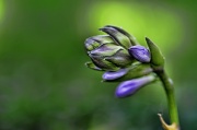 8th Jun 2012 - Hosta