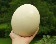 8th Jun 2012 - Ostrich Egg