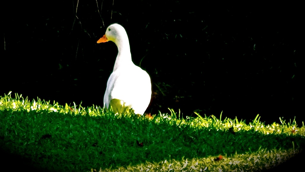 The White Duck by maggiemae